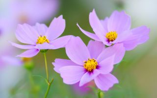 紫色のコスモス